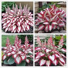 Hosta Seeds for Planting – Drought Tolerant, Heirloom & Non-GMO Organic Garden Seeds