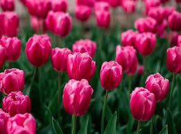 Deep Pink Tulip Flower Seeds – Heirloom, Non-GMO, High Germination Organic Garden Seeds for Planting