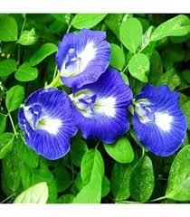 Convolvulus Flower Seeds for Planting – Heirloom, Non-GMO, Organic Garden Seeds with High Germination