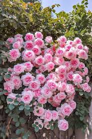 Pink Climbing Rose Flower Seeds for Planting – 100 pcs, Heirloom, Non-GMO, High Germination, Organic Garden Seeds