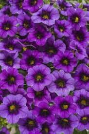 Calibrachoa Flower Seeds for Planting – Heirloom, Non-GMO, High Germination Organic Garden Seeds