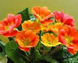 Primula Candelabra Flower Seeds for Planting – Vibrant Colors, Heirloom, Non-GMO, High Germination