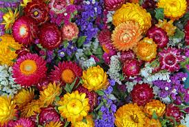 Strawflower Seeds for Planting - Garden Favorite, Heirloom, Non-GMO, Organic Garden Seeds, High Germination