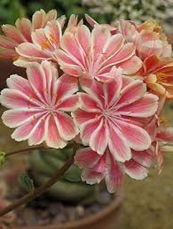 Lewisia Flower Seeds for Planting | Long Bloom Season | Heirloom Non-GMO High Germination Seeds