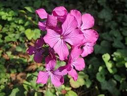Lunaria Annua Flower Seeds for Planting – Wildflower Mix Heirloom Non-GMO Organic Garden Seeds
