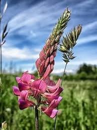 Sainfoin Flower Seeds for Planting – Heirloom Non-GMO, High Germination, Sun Loving