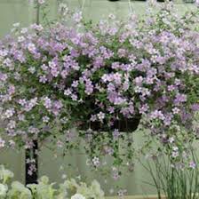 Blutopia Flower Seeds for Planting – Heirloom, Non-GMO, High Germination Organic Garden Seeds