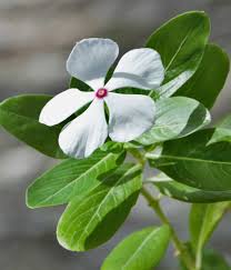 Madagascar Flower Seeds for Planting - Fragrant Heirloom & Non-GMO Seeds for High Germination Organic Garden