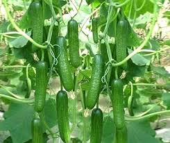 Mini La Diva Cucumber Seeds for Planting – Organic Heirloom Non‑GMO High Germination Garden Seeds, Compact Tender Variety