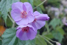 Violet Abutilon Seeds for Planting – Bright Blooms, Heirloom, Non-GMO Organic Garden Seeds