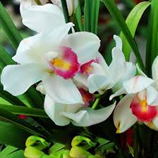 Pink & White Cymbidium Orchid Flower Seeds for Planting – Heirloom, Non-GMO, Perfect for Borders