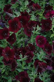 Petunia Debonair Black Cherry Flower Seeds for Planting - Heirloom, Non-GMO, Fragrant Organic Garden Seeds