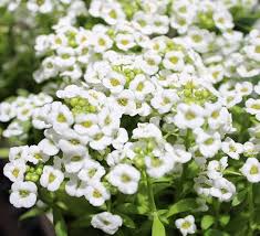 Lobularia Flower Seeds for Planting – Shade Tolerant, Heirloom, GMO Free Organic Garden Seeds