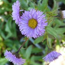 Purple Erigeron Speciosus Flower seeds for Planting – Wildflower Mix, Heirloom & GMO Free Seeds | Non-GMO High Germination