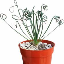 Spiralis Flower Seeds for Planting – Heirloom, Non-GMO, High Germination Organic Garden Seeds