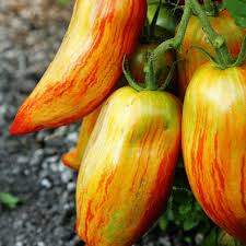 Speckled Roman Tomato Seeds for Planting – Heirloom, Non-GMO, High Germination Organic Garden Seeds