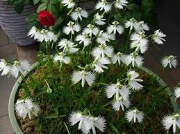 Egret Orchid Flower Seeds for Planting - Heirloom, Non-GMO, High Germination Organic Garden Seeds