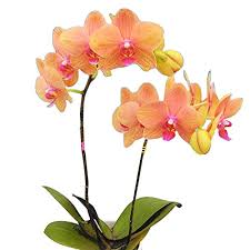 Phalaenopsis Orchid Flower Seeds for Planting – Heirloom, Non-GMO Colorful Display, High Germination Seeds