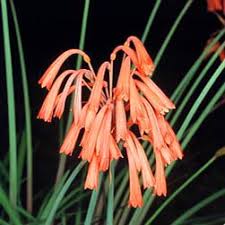 Cyrtanthus Brachyscyphus Seeds for Planting – Hardy, Heirloom, Non-GMO Organic Garden Seeds