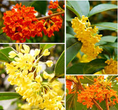 Heirloom Osmanthus Tree Flower Seeds for Planting – Easy to Grow, Non-GMO, High Germination Organic Garden Seeds