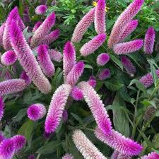 Heirloom Celosia Spicata Flower Seeds – Non-GMO, High Germination Organic Garden Seeds