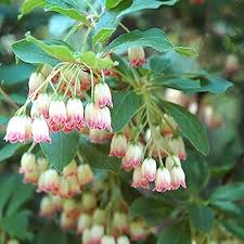 Enkianthus Campanulatus Flower Seeds – Heirloom, Non-GMO, Drought Tolerant