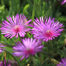 Flower Seeds, Seeds,Seeds For Planting,Plant Seeds