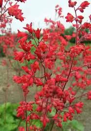 Red Coral Bells Flower Seeds for Planting | Heirloom Non-GMO High Germination Organic Garden Seeds