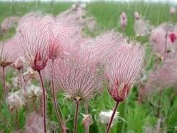 Smoke Flower Seeds for Planting – Garden Favorite, Heirloom, Non-GMO, High Germination Organic Garden Seeds
