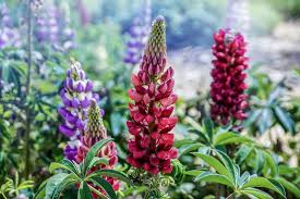 Purple Lupine Flower Seeds for Planting – Heirloom, Non-GMO, Shade Tolerant Organic Garden Seeds