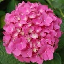 Thick Pink Hydrangea Flower Seeds for Planting – Premium Quality, Heirloom & Non-GMO, High Germination