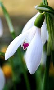 Galanthus Flower Seeds for Planting – Sun Loving Heirloom Non-GMO Organic Garden Seeds