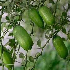 Green Lasiacantha fruit seeds for planting - Heirloom & Non-GMO Garden seeds, rare nutritious fruit variety for gardens