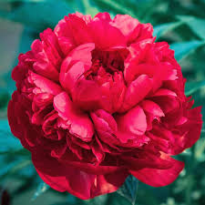Paeonia Flower Seeds for Planting | Easy to Grow Heirloom Non-GMO Organic Garden Seeds High Germination