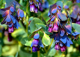 Blue Gibraltar Flower Seeds for Planting – Heirloom, Non-GMO, High Germination Organic Garden Seeds