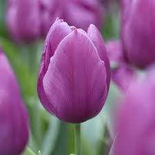 Flower Seeds, Seeds,Seeds For Planting,Plant Seeds