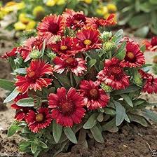 Red Gaillardia Arizona Flower Seeds for Planting – Heirloom Non-GMO High Germination Organic Garden Seeds