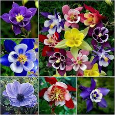 Columbine Flower Seeds for Planting – Heirloom, Non-GMO, Sun-Loving Organic Garden Seeds