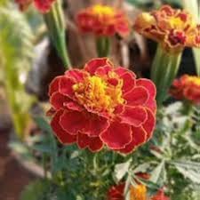 Maroon Red Marigold Flower Seeds for Planting – Non-GMO, High Germination Heirloom Organic Garden Seeds