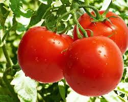 Vegetable Seeds,Garden seeds, Seeds For Planting,Plant Seeds