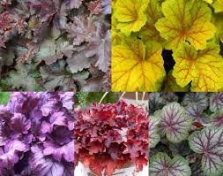 Mixed Heuchera Coral Flower Seeds for Planting – Perfect for Borders, Heirloom, Non-GMO, High Germination