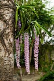 Rhynchostylis Retusa Alba Flower Seeds for Planting – Premium Quality, Heirloom, Non-GMO, High Germination