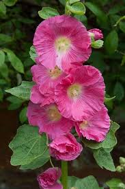 Pink and Yellow Futaba Alcea Rosea Flower Seeds for Planting – Drought Tolerant Heirloom Non-GMO High Germination Organic Garden Seeds