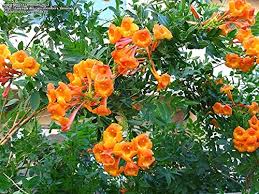 Orange Tecoma Jubilee Flower Seeds for Planting – Heirloom, Non-GMO, Organic Garden Seeds