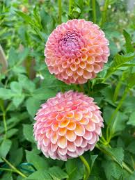 Heirloom Dahlia Flower Seeds – Non-GMO, High Germination Organic Garden Seeds