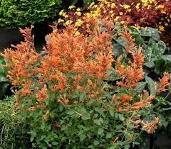 Agastache Arizona Sunset Flower Seeds – Heirloom, Non-GMO, High Germination Organic Garden Seeds