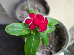Red Periwinkle Flower Seeds for Planting – Heirloom Non-GMO, High Germination, Low Maintenance