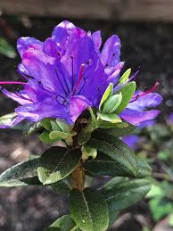 Blue White Azalea Flower Seeds for Planting – Heirloom, Non-GMO, High Germination Organic Garden Seeds