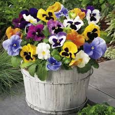 Pansies Flower Seeds for Planting – Easy to Grow, Heirloom, Non-GMO, High Germination