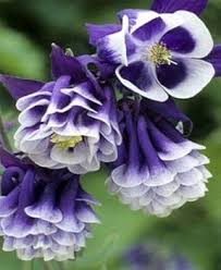 White Violet Aquilegia Flower Seeds for Planting – Heirloom Non-GMO, High Germination Organic Garden Seeds